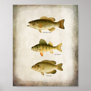Poster Poisson panfish Perche basse et walleye Wall Art