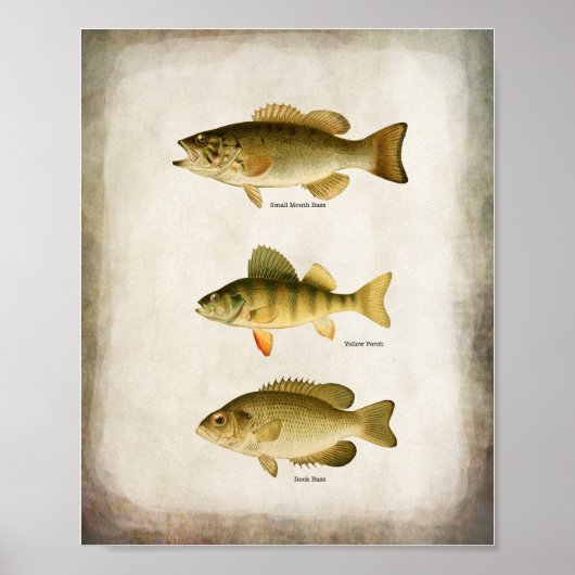 Poster Poisson panfish Perche basse et walleye Wall Art (Devant)