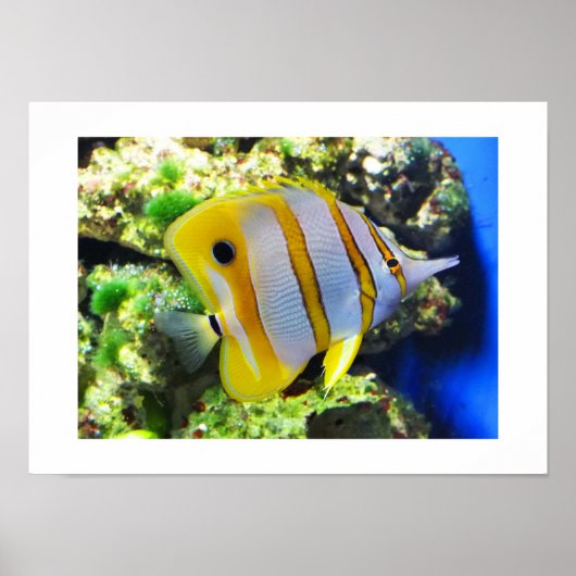 Poster Poisson papillon (Devant)