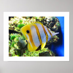 Poster Poisson papillon