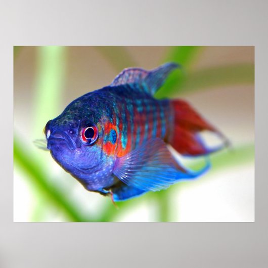 Poster Poisson paradisiaque Macropodus opercularis (Devant)