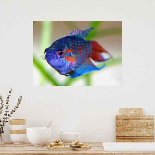 Poster Poisson paradisiaque Macropodus opercularis (Cuisine)