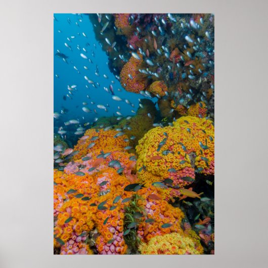 Poster Poisson Parmi La Barrière De Corail (Devant)