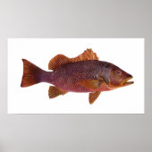 Poster Poisson - Perche de mer violet - Lutjanus superbus (Devant)