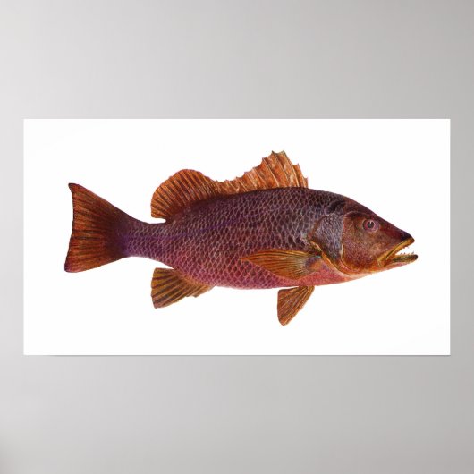 Poster Poisson - Perche de mer violet - Lutjanus superbus (Devant)