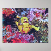 Poster Poisson-perche jaune (Devant)