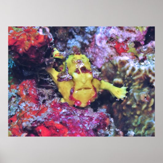 Poster Poisson-perche jaune (Devant)