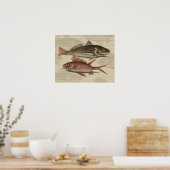 Poster Poisson Perche rouge Art pêcheur (Cuisine)