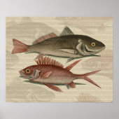 Poster Poisson Perche rouge Art pêcheur (Devant)