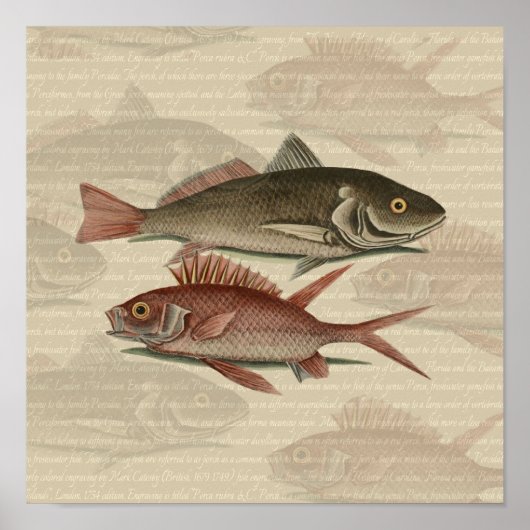 Poster Poisson Perche rouge Art pêcheur (Devant)