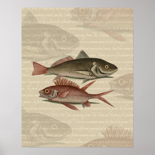 Poster Poisson Perche rouge Art pêcheur (Devant)