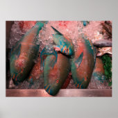 Poster Poisson perroquet (Devant)