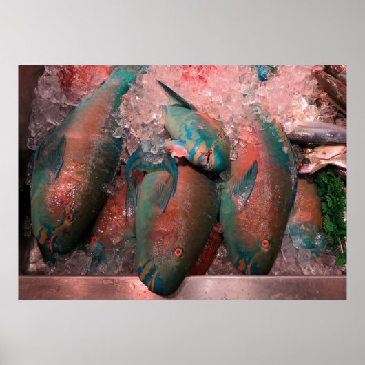 Poster Poisson perroquet (Devant)