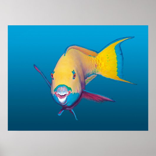 Poster Poisson-perroquet en gros plan ! Fond bleu dégradé (Devant)