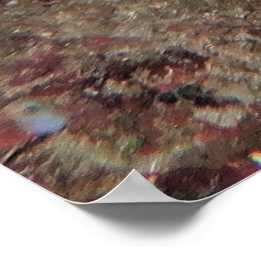 Poster Poisson-perroquets de minuit (Coin)