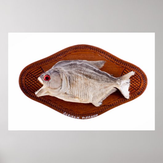 Poster Poisson Piranha comme trophée sur bois isolé (Devant)