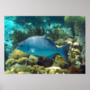 Poster Poisson récif