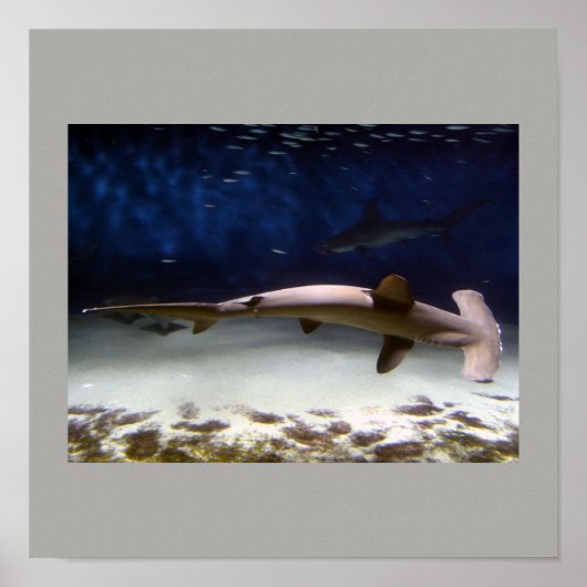 Poster Poisson Requin Nager Gris Grey Guy Gal Destiny (Devant)