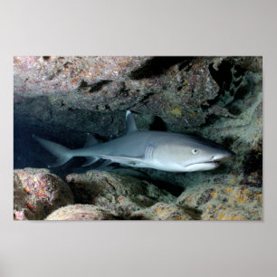 Poster Poisson Requin Se Baigner Accueil Personnaliser De