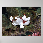 Poster Poisson-rogue pas bien cachée (Devant)