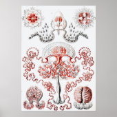 Poster Poisson rose - Ernst Haeckel (Devant)
