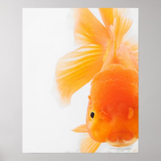 Poster Poisson rouge à tête de lionne orange (Carassius a (Devant)