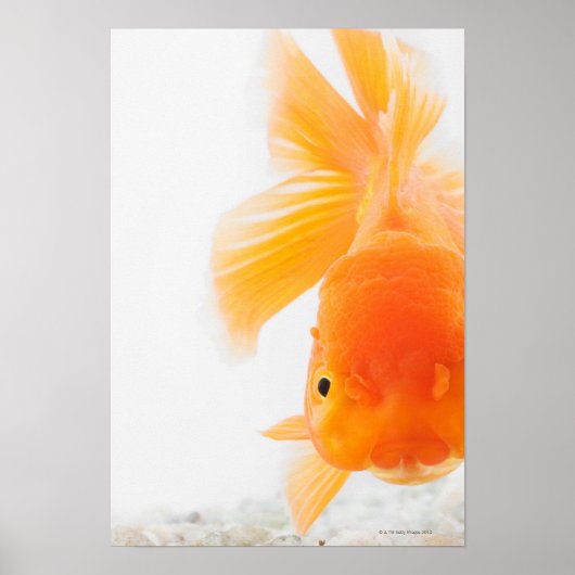 Poster Poisson rouge à tête de lionne orange (Carassius a (Devant)