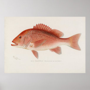 Poster Poisson rouge art vintage