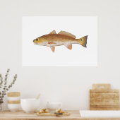Poster Poisson rouge - Drum rouge (Cuisine)