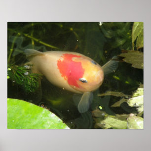 Poster Poisson rouge imprimé
