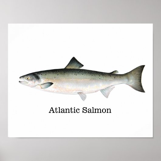 Poster Poisson Saumon Atlantique (Devant)