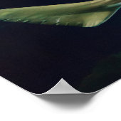 Poster Poisson-scie (Coin)