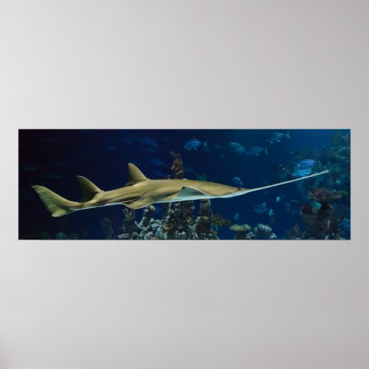 Poster Poisson-scie (Devant)