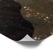 Poster Poisson-scorpion (Coin)