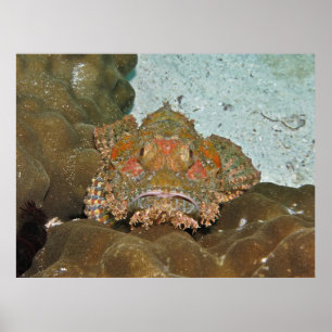 Poster Poisson-scorpion
