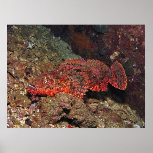 Poster Poisson-scorpion