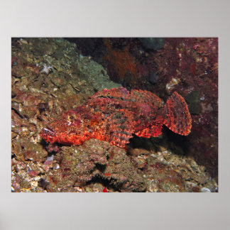 Poster Poisson-scorpion