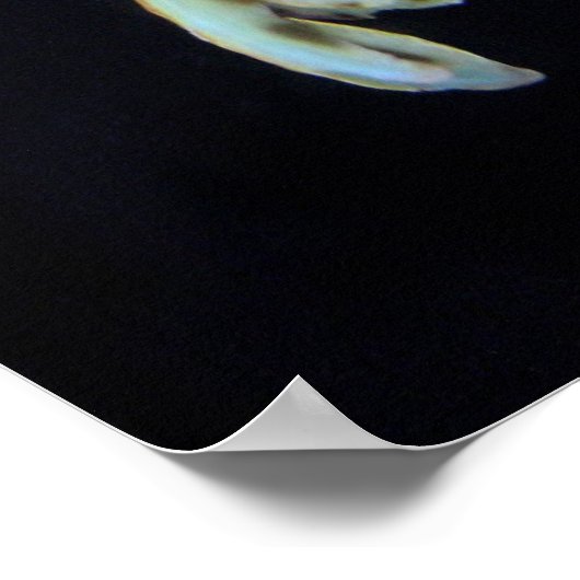 Poster Poisson Seadragon & crevettes mysid (Coin)