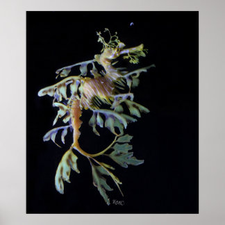 Poster Poisson Seadragon & crevettes mysid