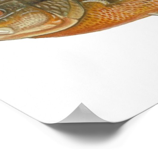 Poster Poisson sémite - Lepomis auritus (Coin)