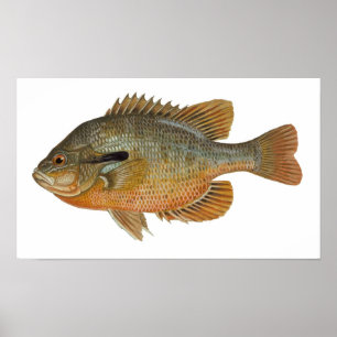 Poster Poisson sémite - Lepomis auritus
