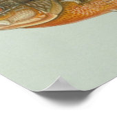 Poster Poisson sémite - Lepomis auritus (Coin)