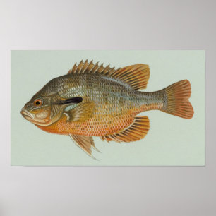 Poster Poisson sémite - Lepomis auritus