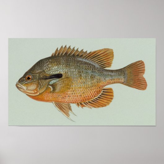 Poster Poisson sémite - Lepomis auritus (Devant)