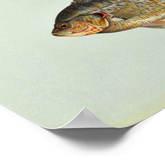 Poster Poisson-soleil (Coin)