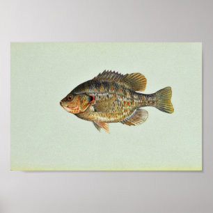 Poster Poisson-soleil