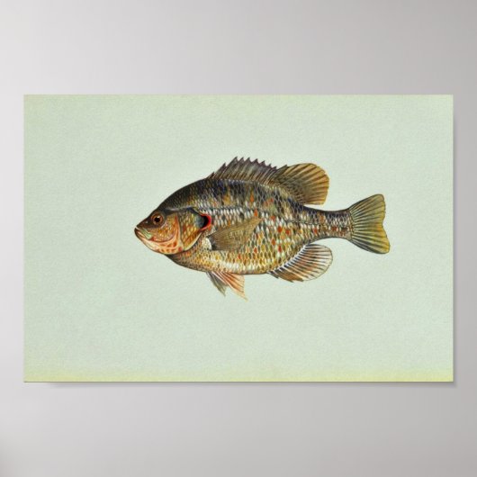 Poster Poisson-soleil (Devant)