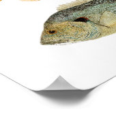 Poster Poisson-soleil - Réchéri, longe et poisson-soleil  (Coin)