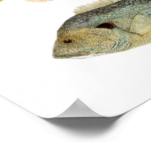 Poster Poisson-soleil - Réchéri, longe et poisson-soleil  (Coin)