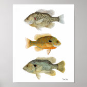 Poster Poisson-soleil - Réchéri, longe et poisson-soleil  (Devant)